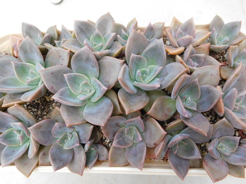 DSCN0112