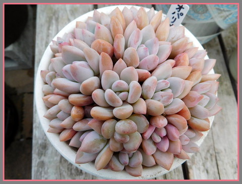 DSCN1662