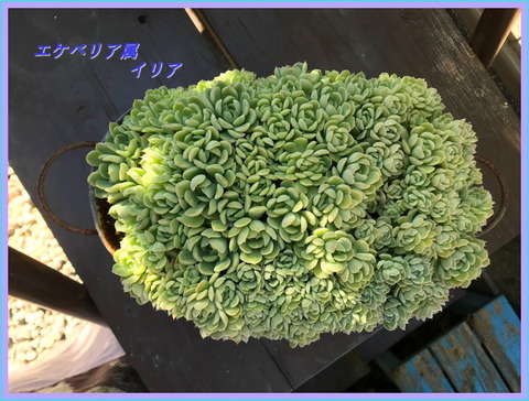 IMG_0217[1]
