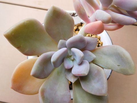 DSCN9922
