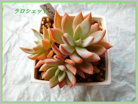 DSCN0969