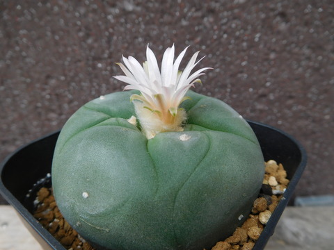 DSCN0384