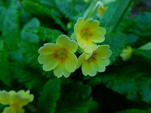 DSCN0438