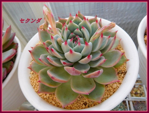DSCN9897