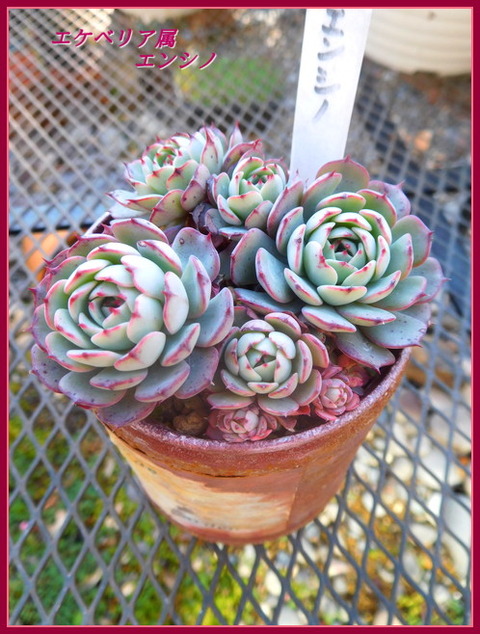 DSCN1184