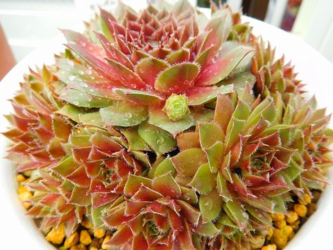 DSCN6092