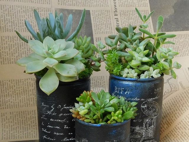 今日の多肉寄せ植え セリアの転写シール青缶で す 手づくり 日々の暮らし