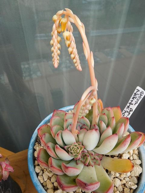 DSCN4542