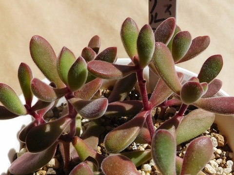RSCN4088