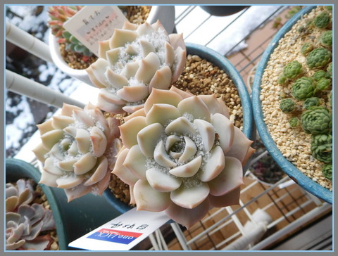 DSCN1588