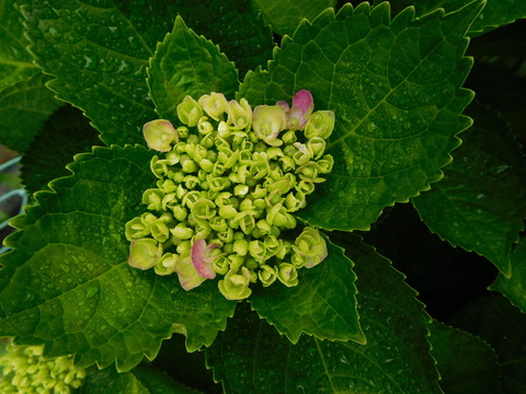 DSCN0072