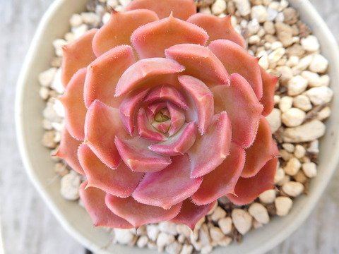 DSCN9932