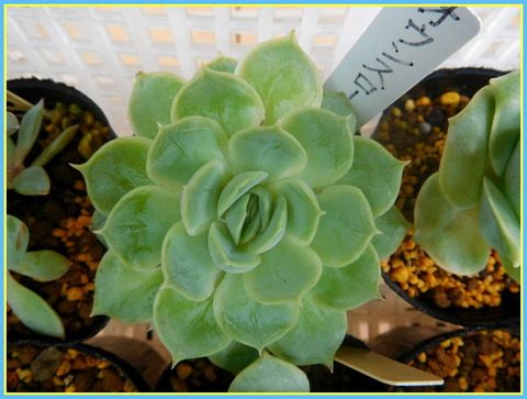 DSCN0322