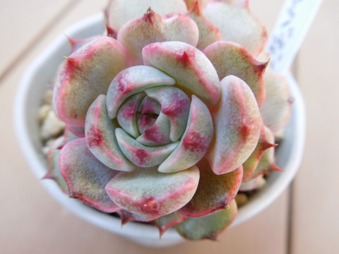 DSCN1612