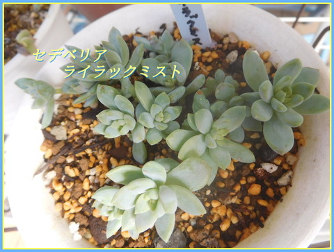 DSCN0491