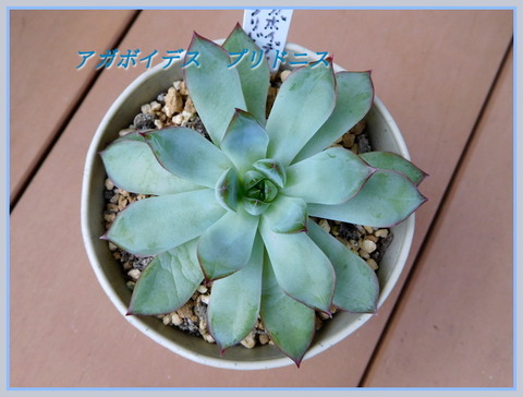 DSCN0142