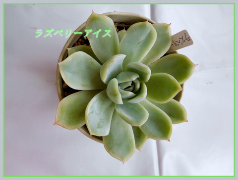 DSCN0883