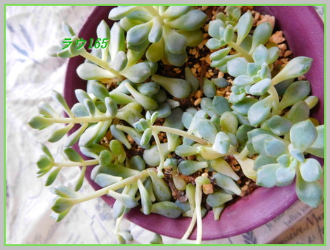 DSCN1038