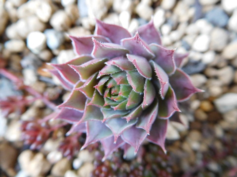 DSCN1692