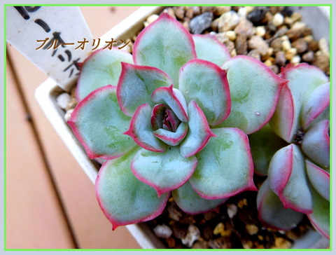 DSCN0919