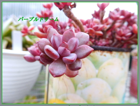 DSCN9881[4]