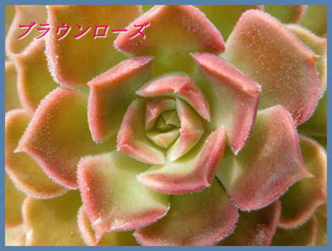 DSCN9715