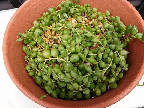 DSCN2547