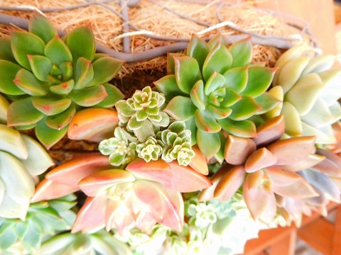 DSCN5619