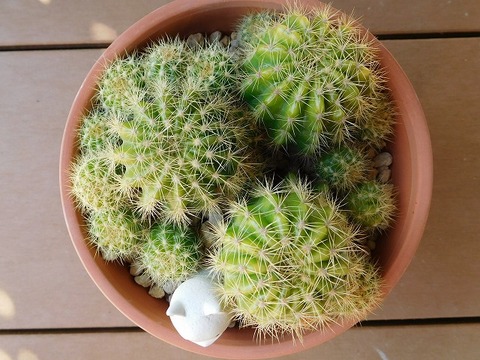 RSCN4148