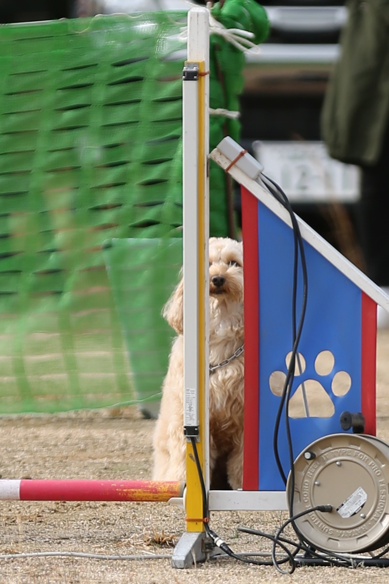 アジリティとは ５８ フォトグラファー58のブログ