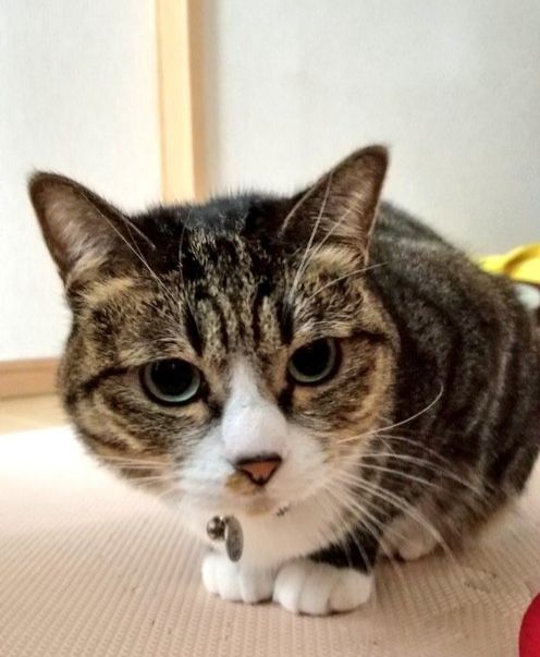 最高のマインクラフト これまでで最高のマインクラフト 猫 ついてこない 最高のマインクラフト これまでで最高のマインクラフト 猫 ついてこない