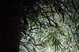 DSC00234