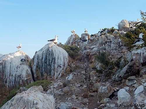 第２回フンボルトペンギン王国ツアーブログ 第弾 野生地イスラ ロコス 南米チリ フンボルトペンギン王国ツアー 公式ブログ