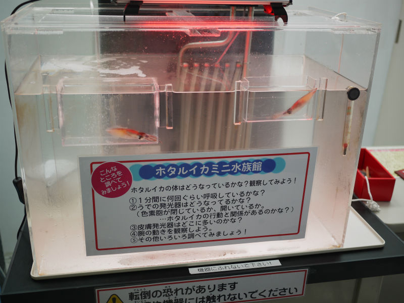 イメージ 11
