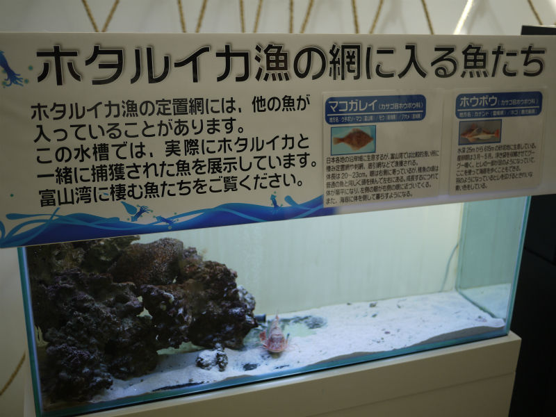 イメージ 14