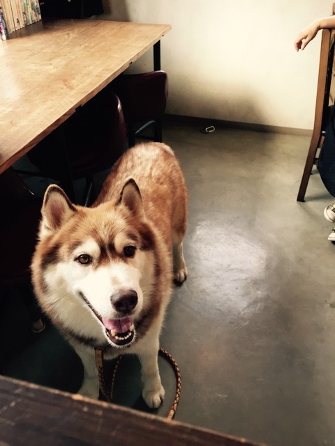 珈琲gouさんへ Chima Ch