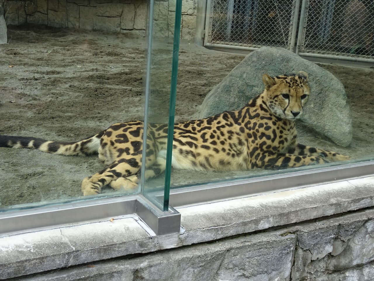 キングチーター ちまぎょろ獣医日記 べにっき キングチーター ちまぎょろ獣医日記 べにっき