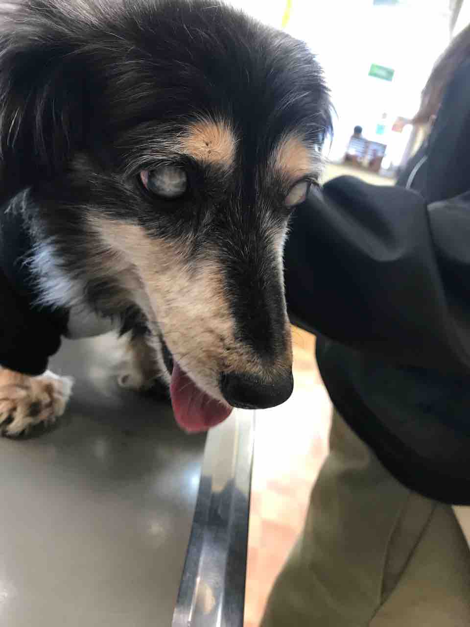 ちまぎょろ獣医日記 べにっき