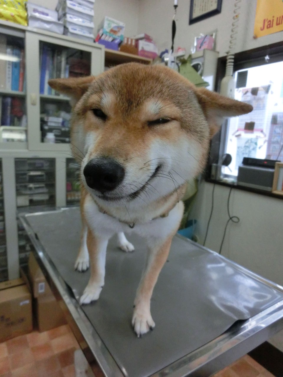 笑う犬 ３ ちまぎょろ獣医日記 べにっき