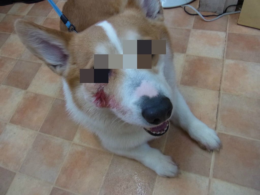 口が臭い 犬 ちまぎょろ獣医日記 べにっき