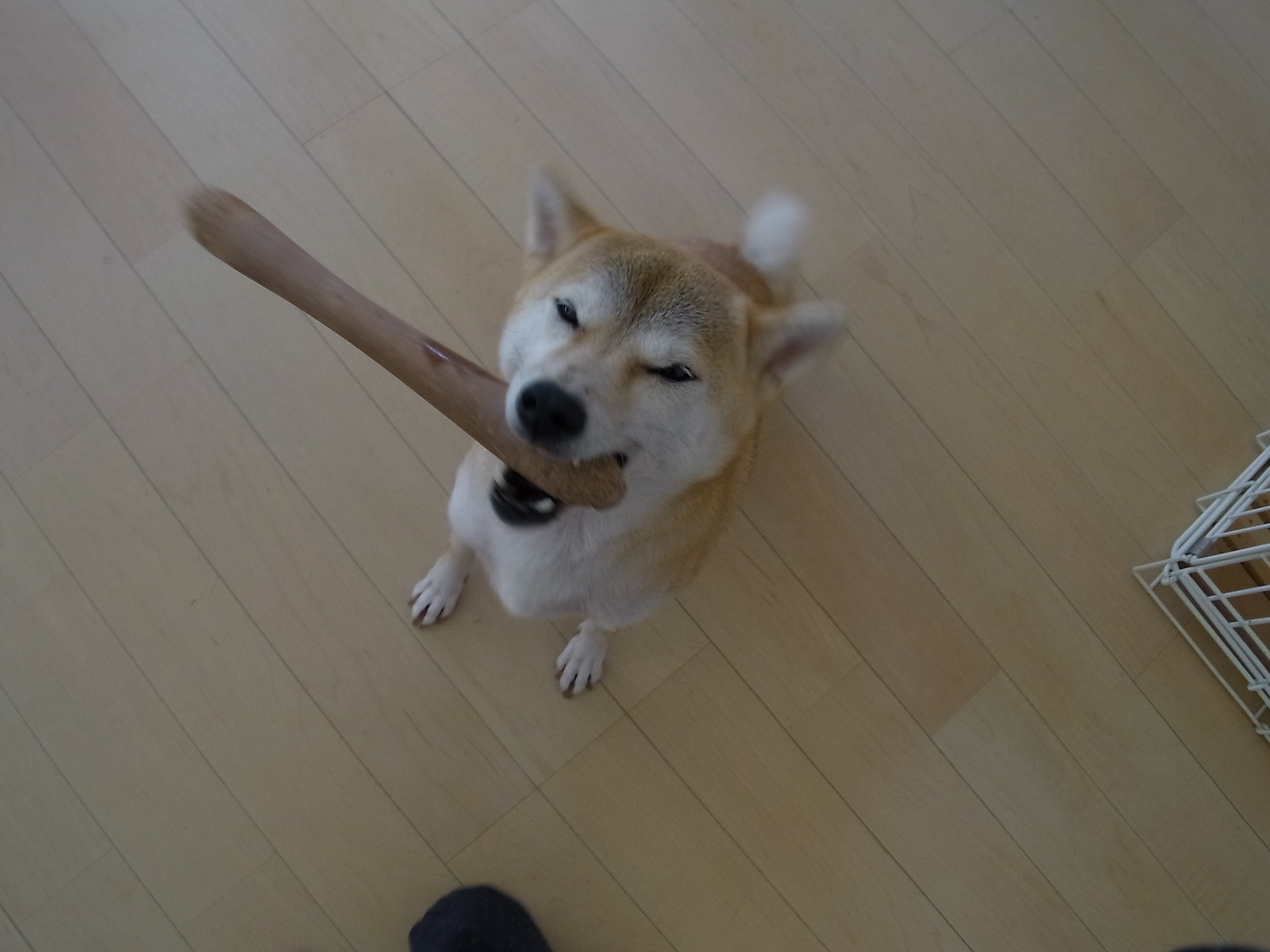 降参愛ちゃん ちまぎょろ獣医日記 べにっき