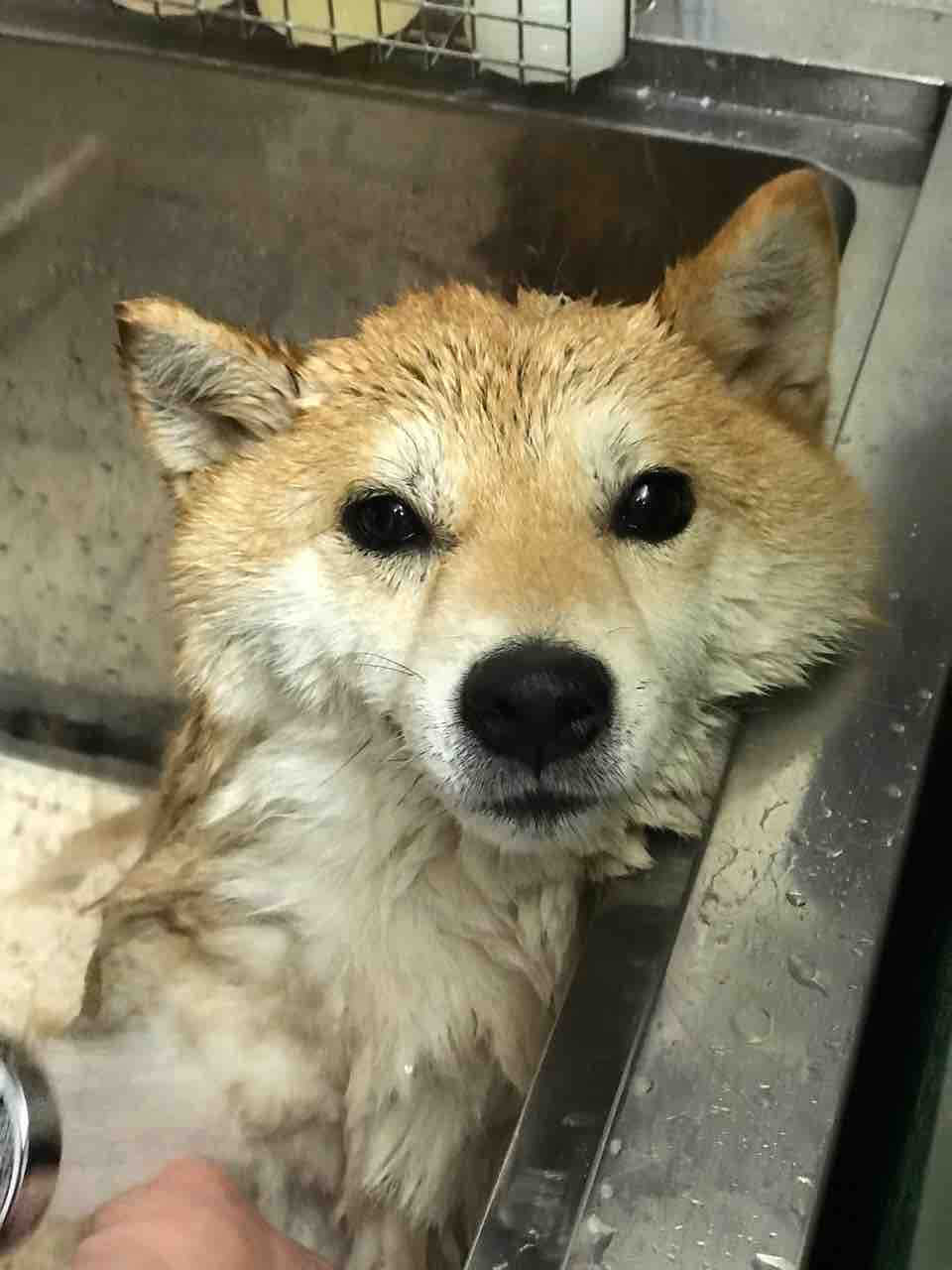 ちまぎょろ獣医日記 べにっき