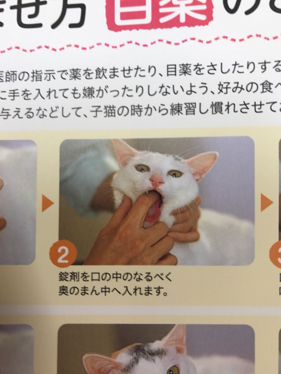 薬の飲ませ方 ちまぎょろ獣医日記 べにっき