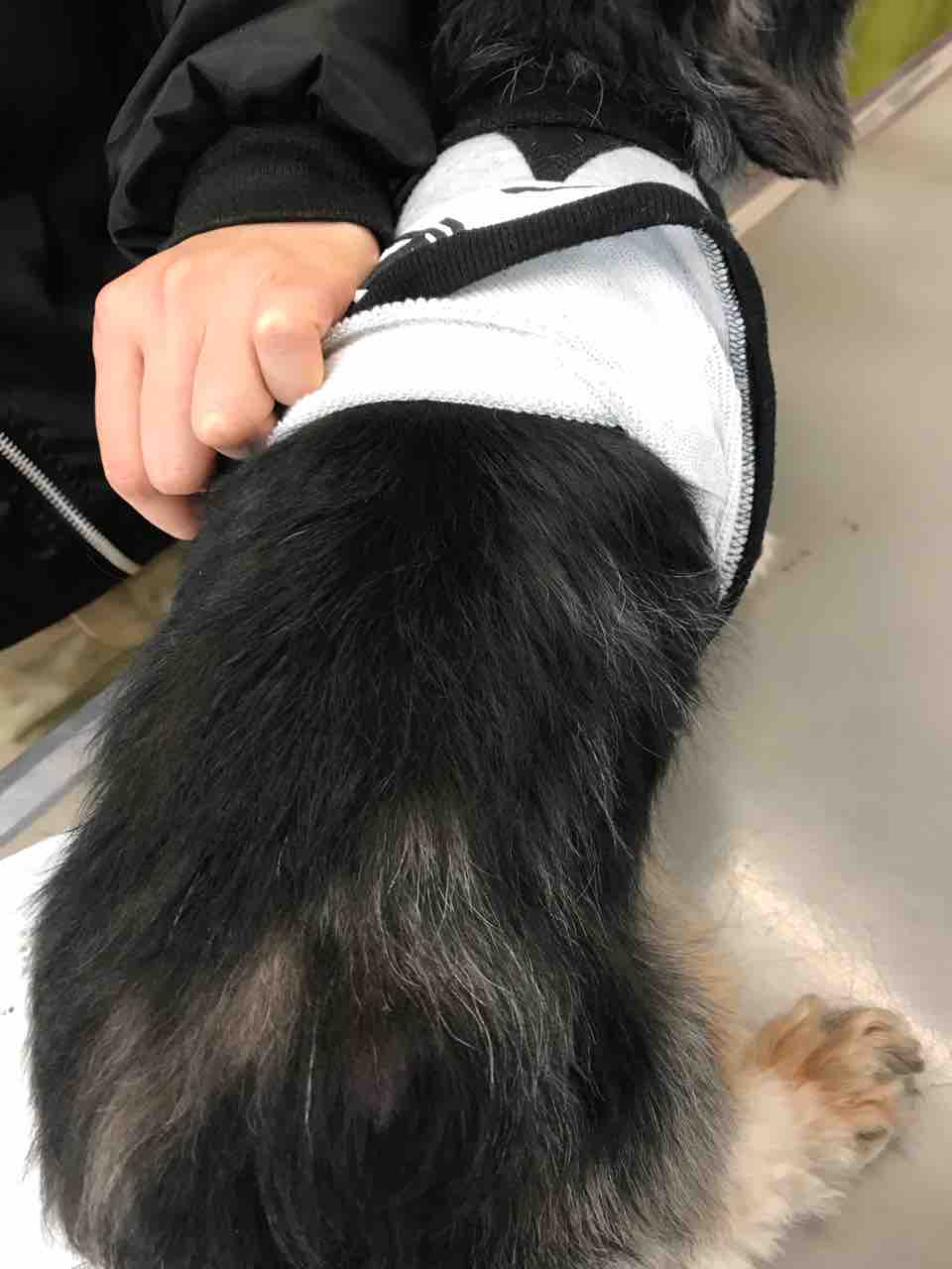 ちまぎょろ獣医日記 べにっき