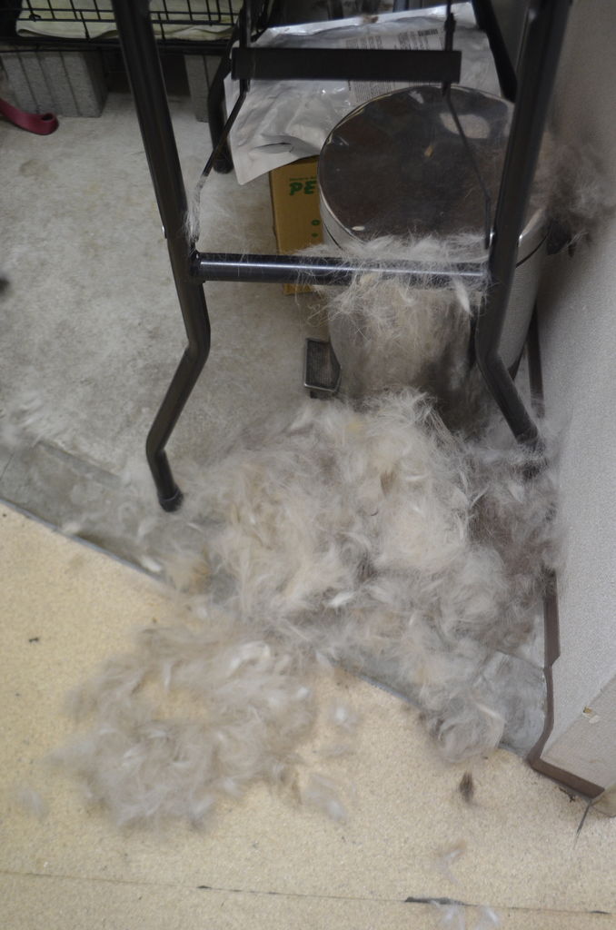 サマーカットと予防の皆様方 ちまぎょろ獣医日記 べにっき