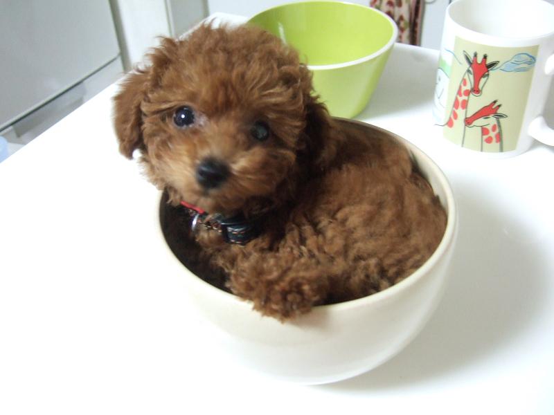 犬に乗るのが夢でした ちまぎょろ獣医日記 べにっき