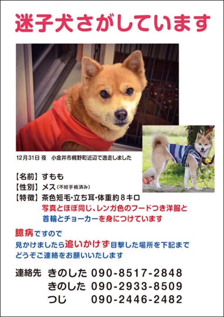すももちゃんを探しています ちまぎょろ獣医日記 べにっき