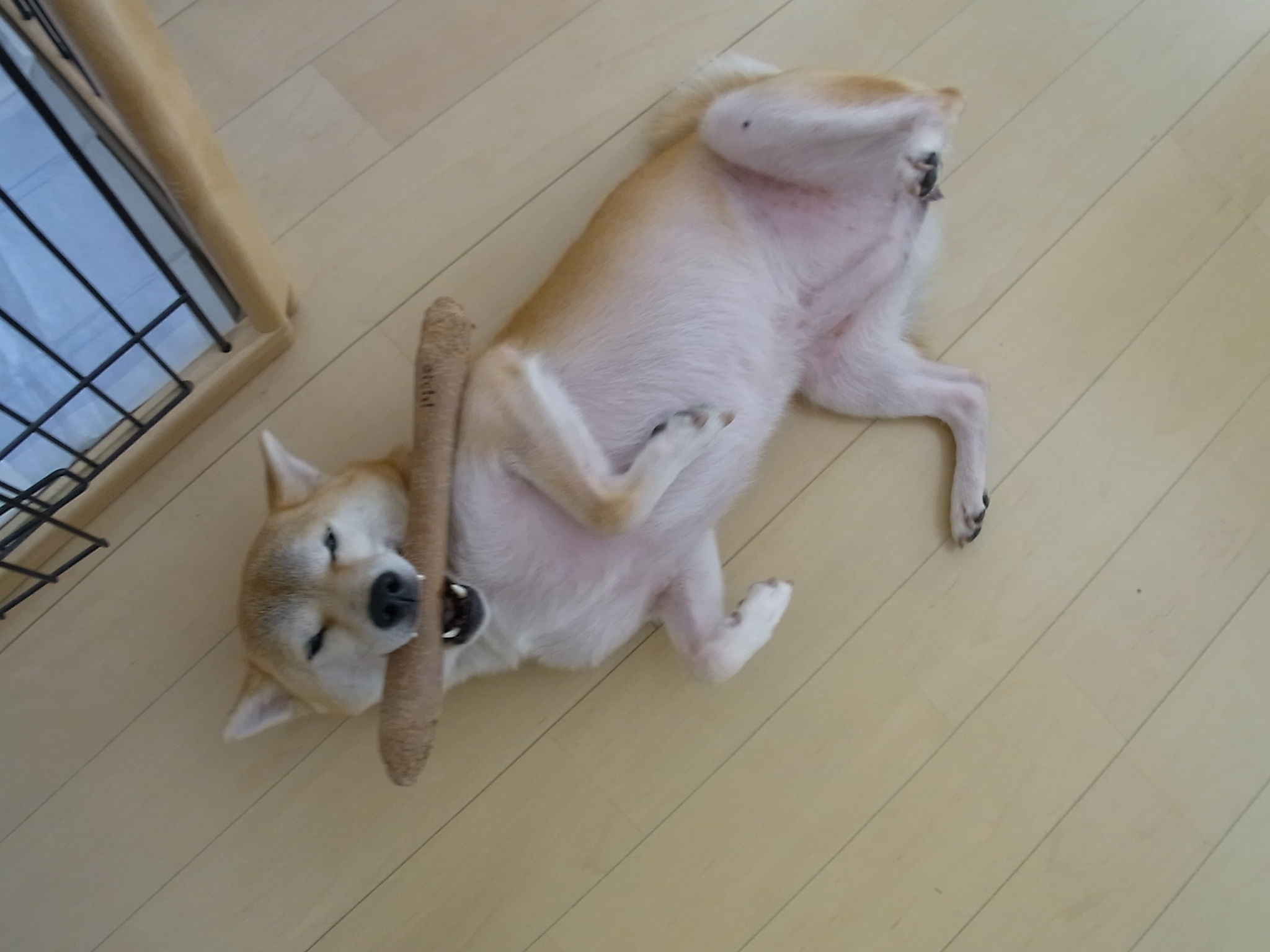 降参愛ちゃん ちまぎょろ獣医日記 べにっき