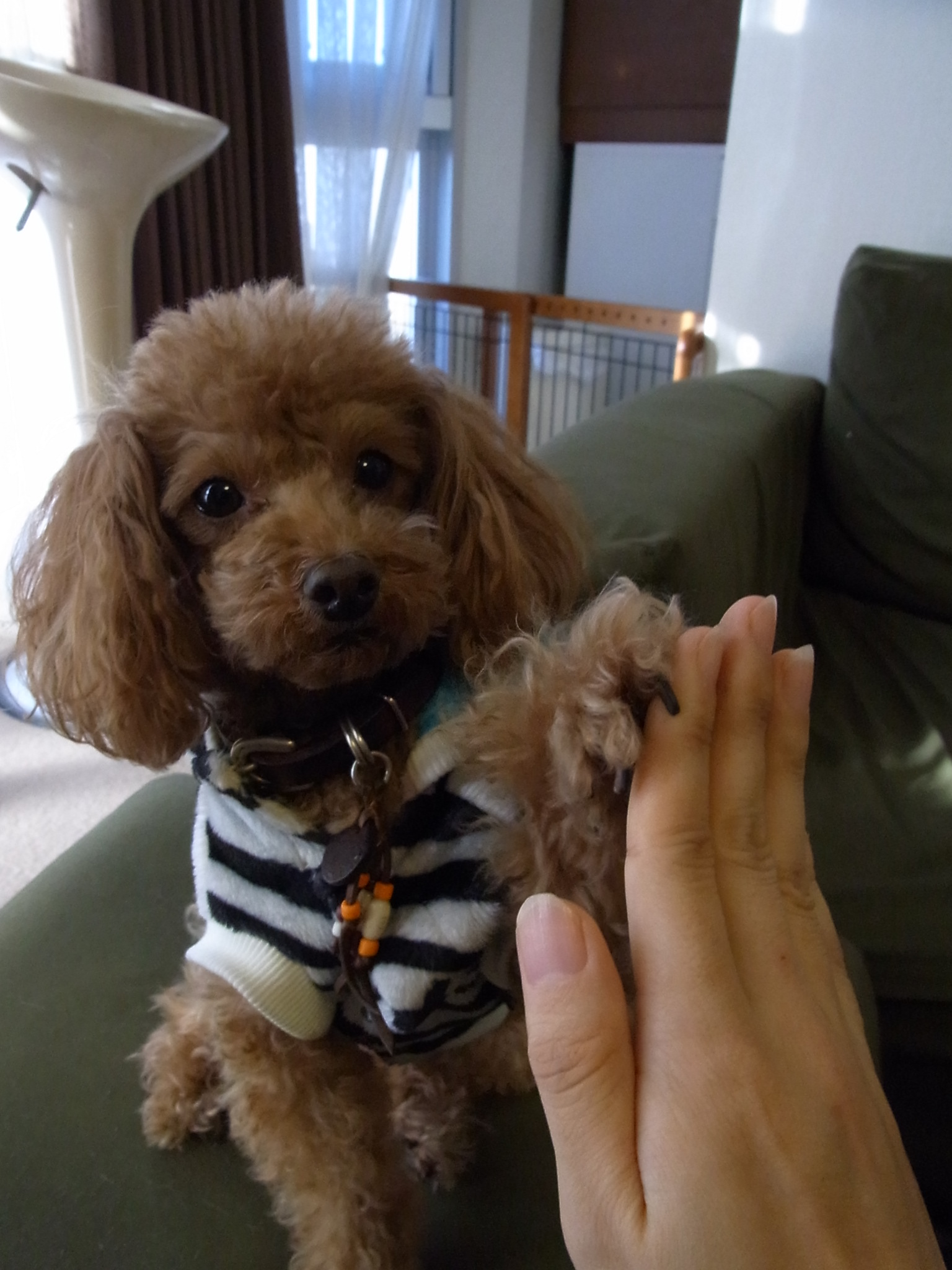 犬とハイタッチ ちまぎょろ獣医日記 べにっき