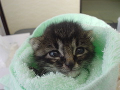 にゃお